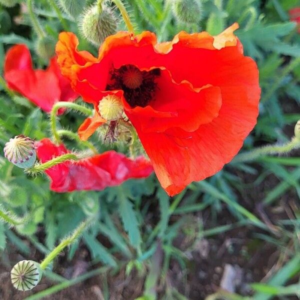 Papaver setiferum Flor