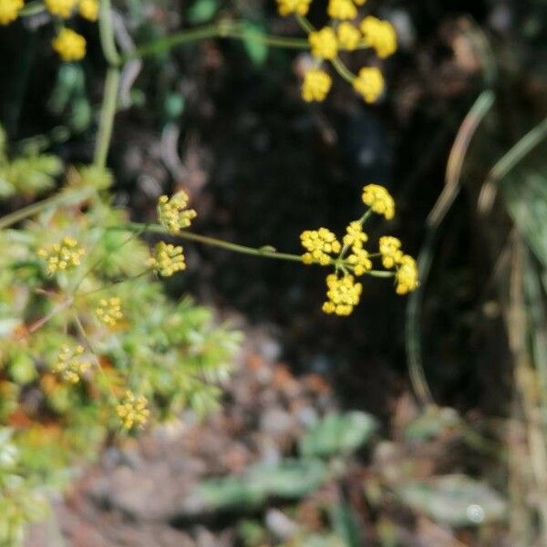 Bupleurum falcatum 花