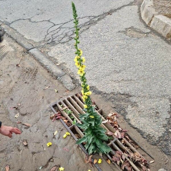 Verbascum virgatum Lapas