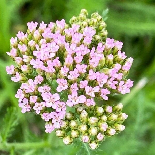 Achillea distans Flower