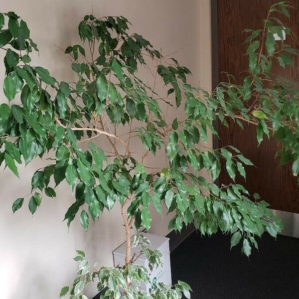 Ficus benjamina Хабит