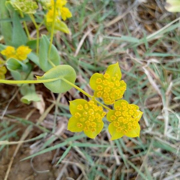 Bupleurum lancifolium Λουλούδι