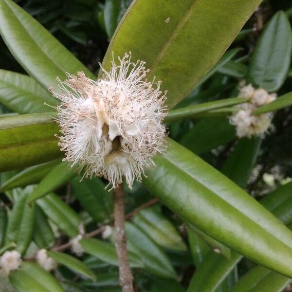 Myrciaria glazioviana പുഷ്പം