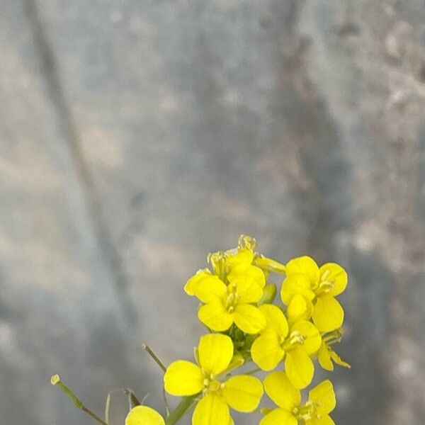 Sisymbrium loeselii Blüte