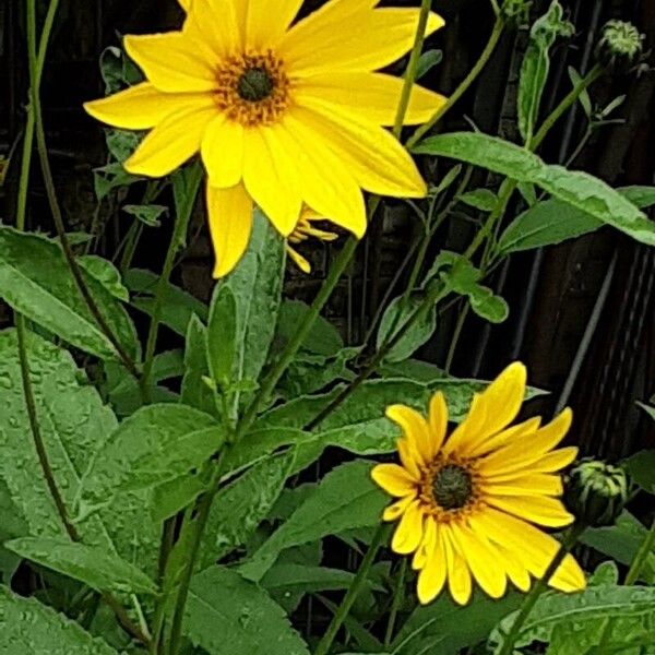 Helianthus × laetiflorus फूल