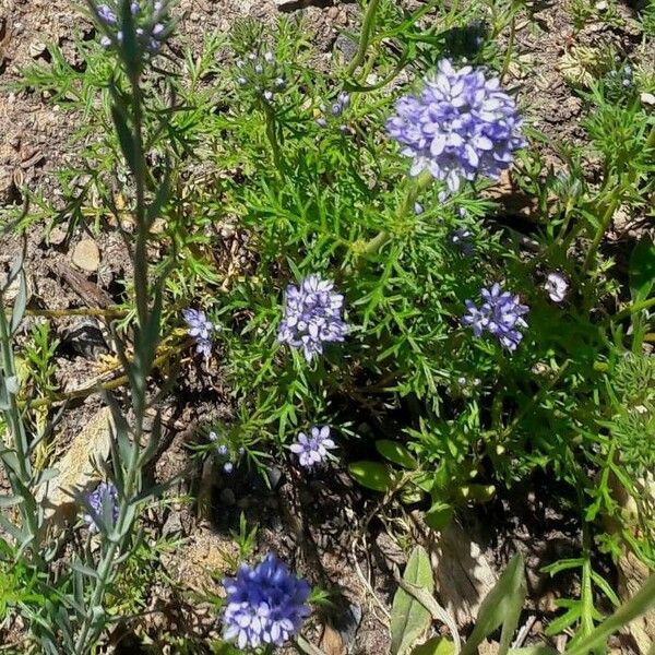 Gilia capitata Leaf