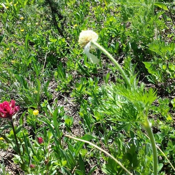 Castilleja parviflora Buveinė