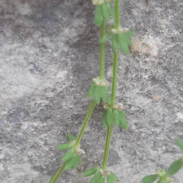 Galium verticillatum Cvet