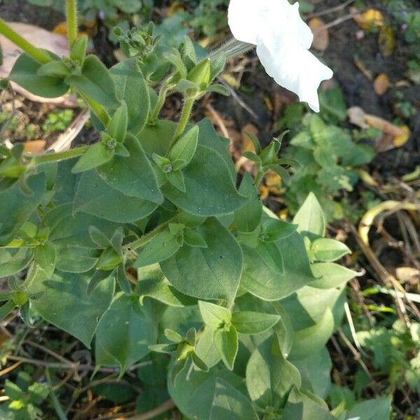 Petunia axillaris Folha