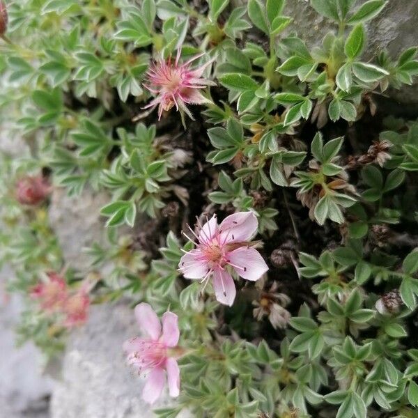 Potentilla nitida Λουλούδι