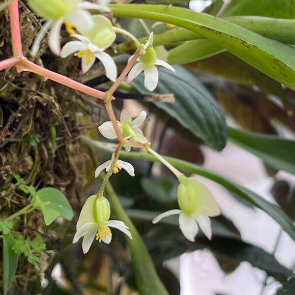 Begonia glabra Blomst