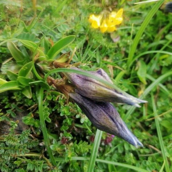 Gentiana clusii 花