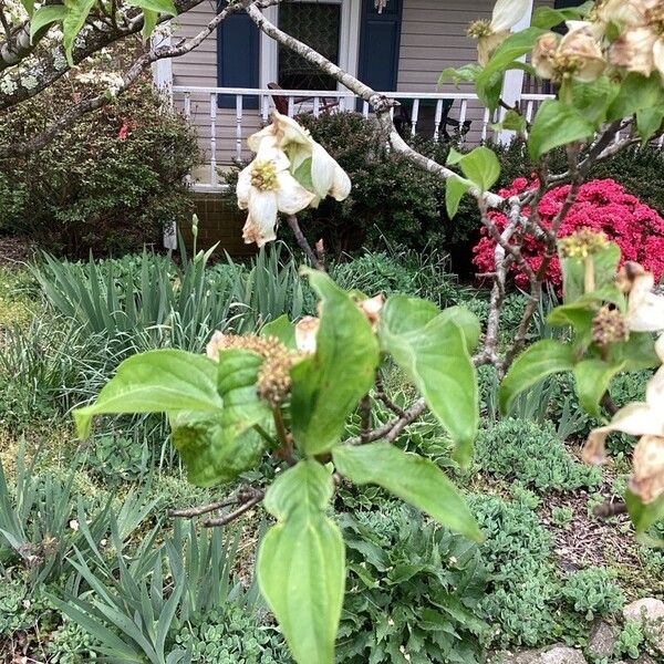 Cornus florida Levél