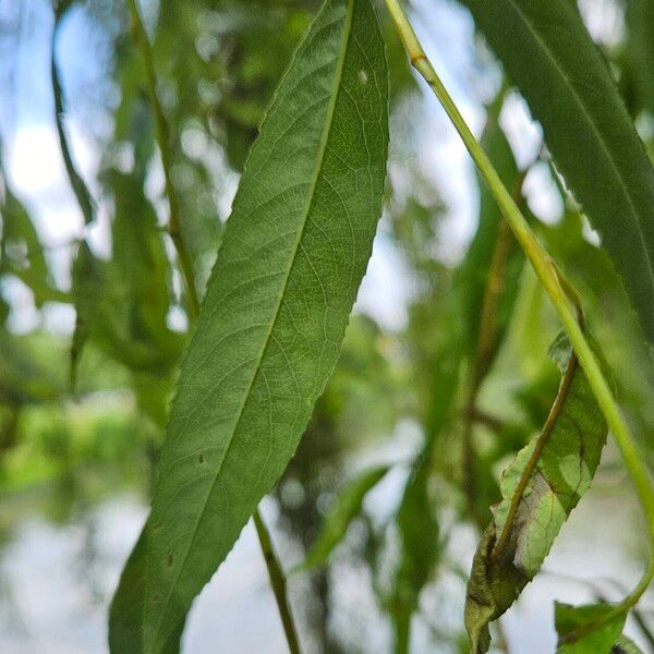 Salix × pendulina Fuelha