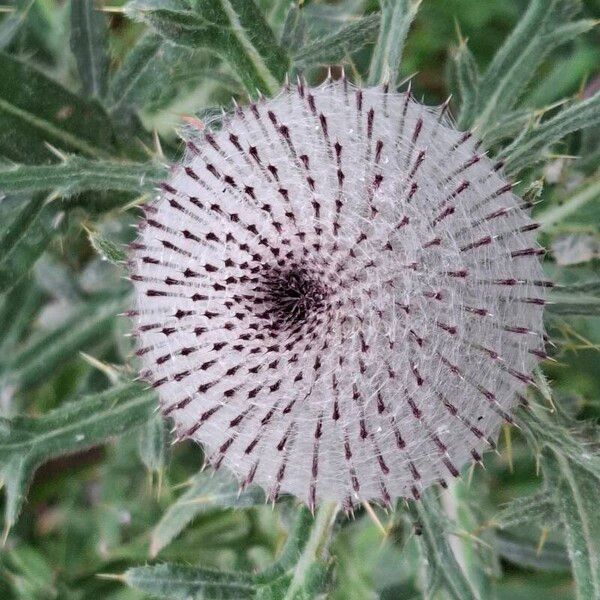 Cirsium eriophorum 果實