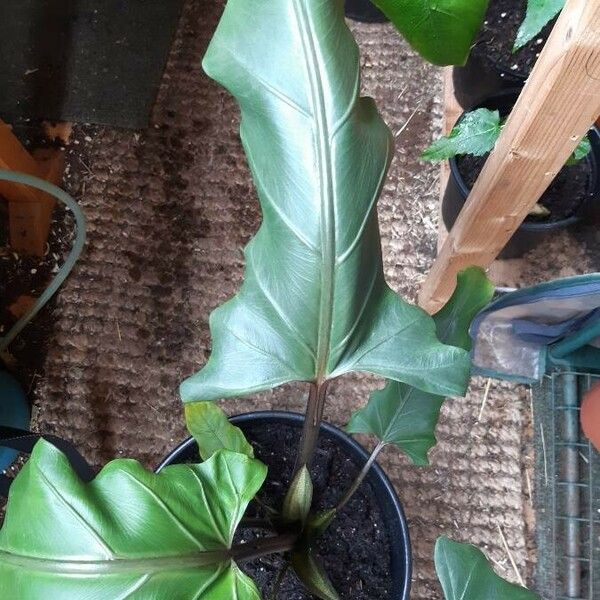 Alocasia lauterbachiana Liść