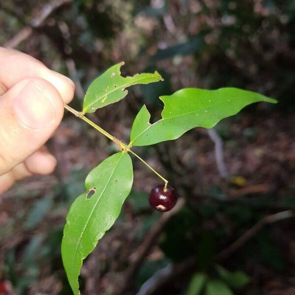 Myrcia hylobates Leaf