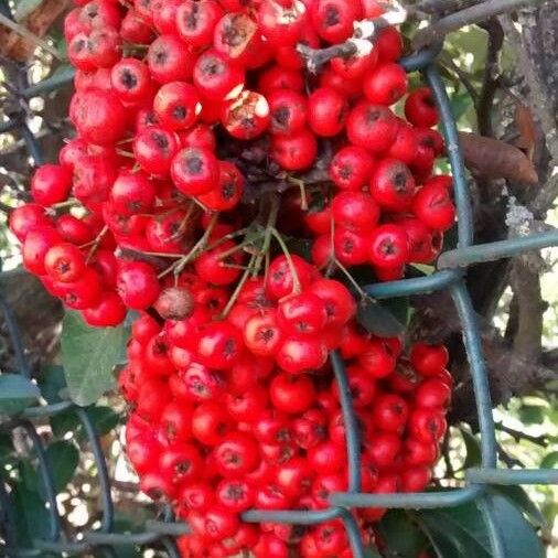 Ilex vomitoria Blad