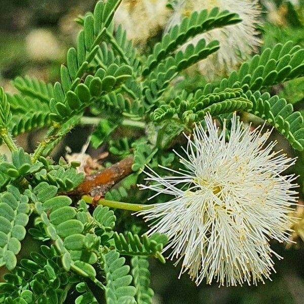 Vachellia etbaica Fiore