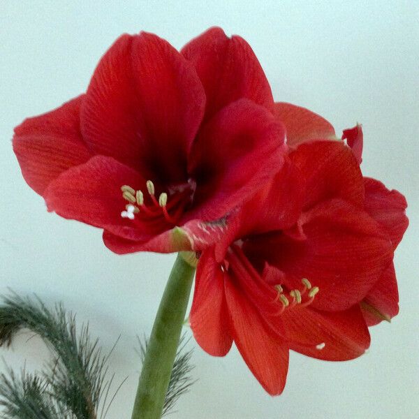 Hippeastrum reginae 花