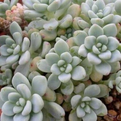 Sedum clavatum Habit