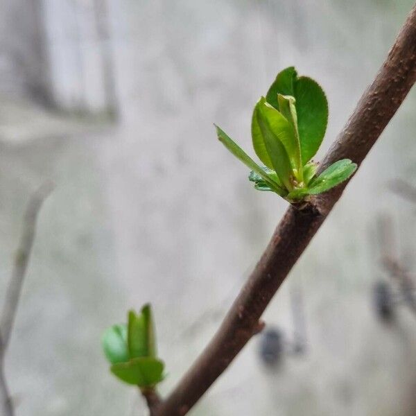 Chaenomeles speciosa 葉