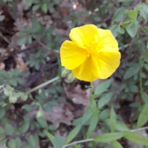 Helianthemum nummularium Flower