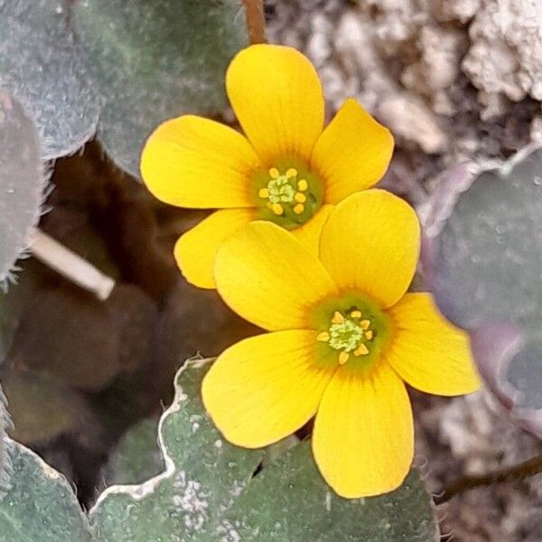 Oxalis corniculata Žiedas