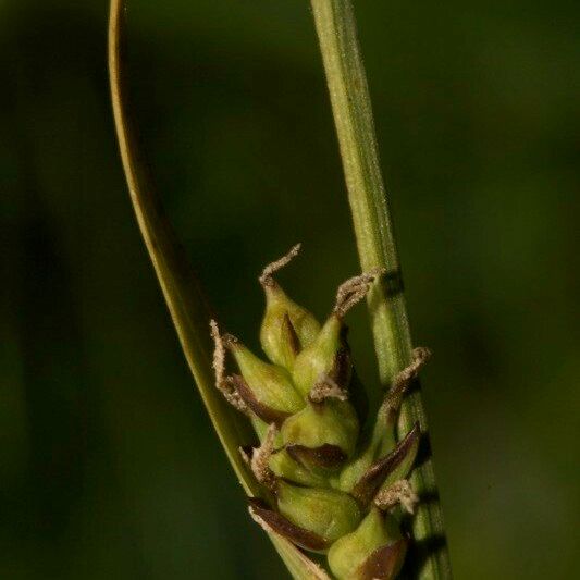 Carex vaginata Fruit