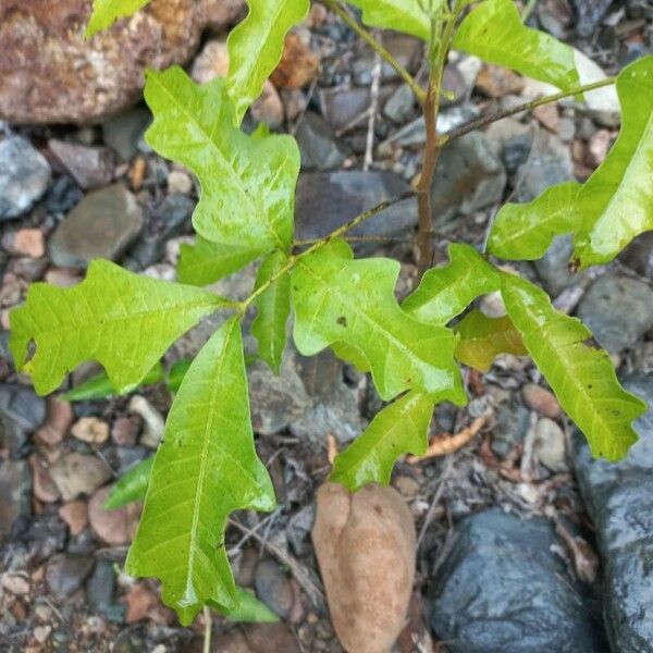 Quercus nigra List