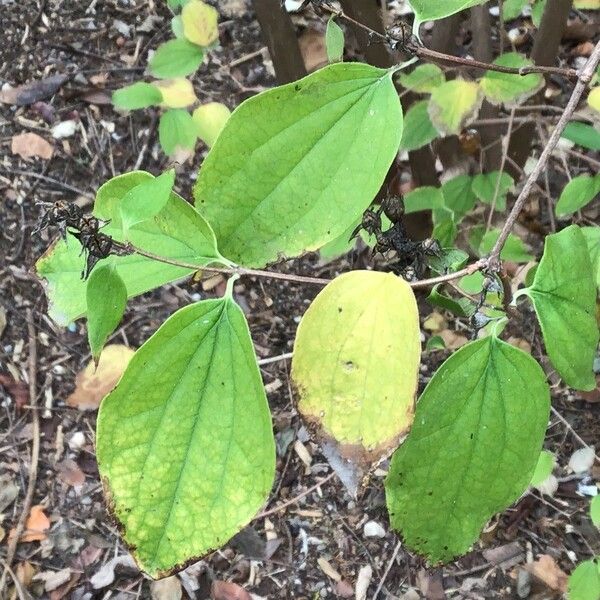 Philadelphus pubescens ഇല