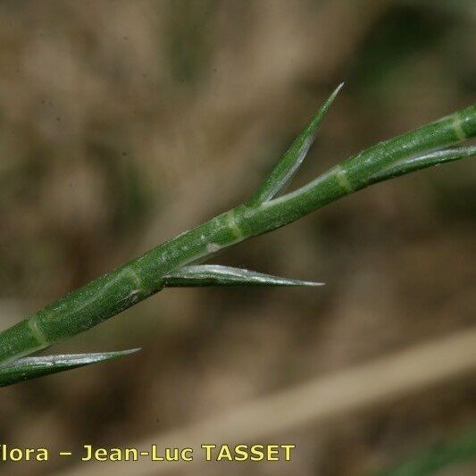 Parapholis cylindrica Virág