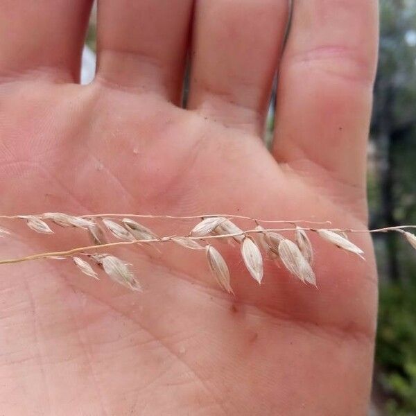 Melica minuta Fruit