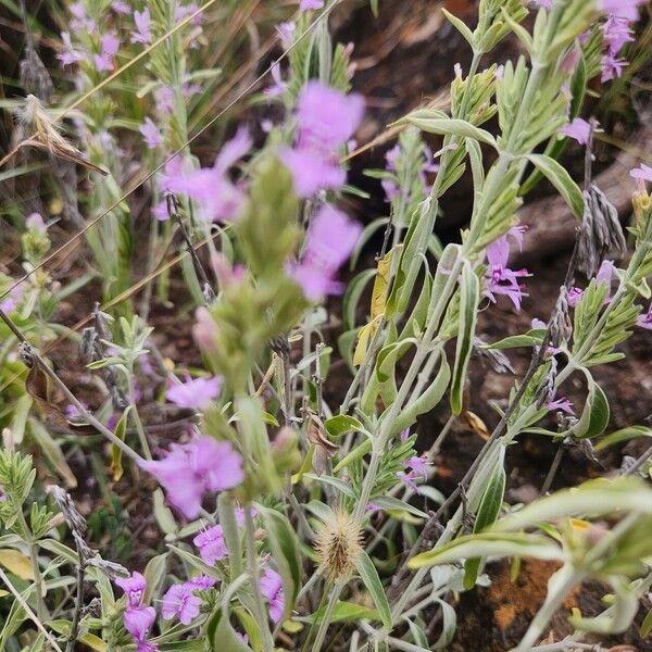 Hypoestes forskaolii Flors