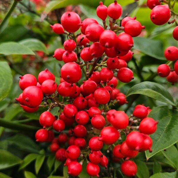 Nandina domestica 果