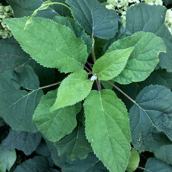 Hydrangea arborescens Leaf