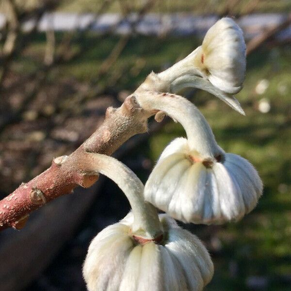 Edgeworthia tomentosa Flors