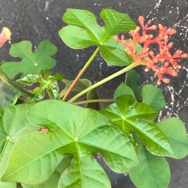 Jatropha podagrica Blad