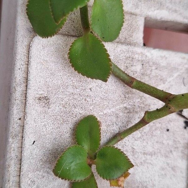 Crassula sarmentosa Blatt