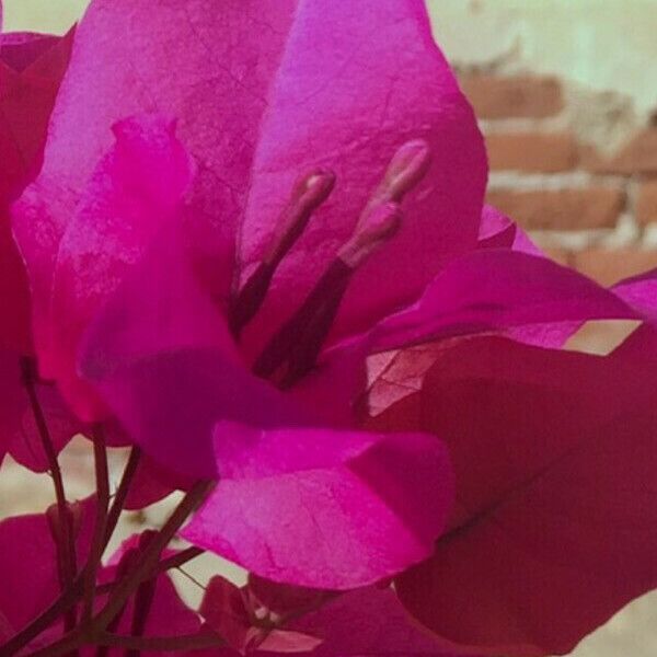 Bougainvillea spectabilis Květ