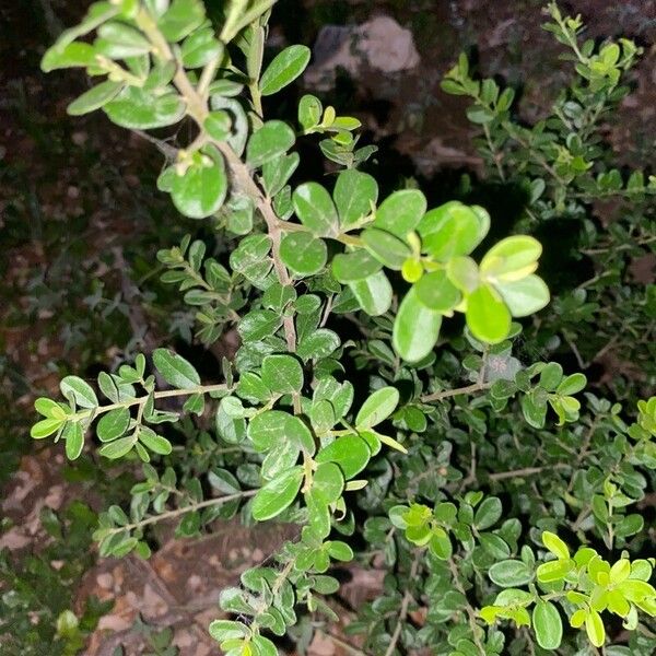 Buxus microphylla Leaf