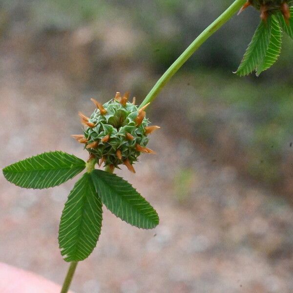 Trifolium glomeratum Flower