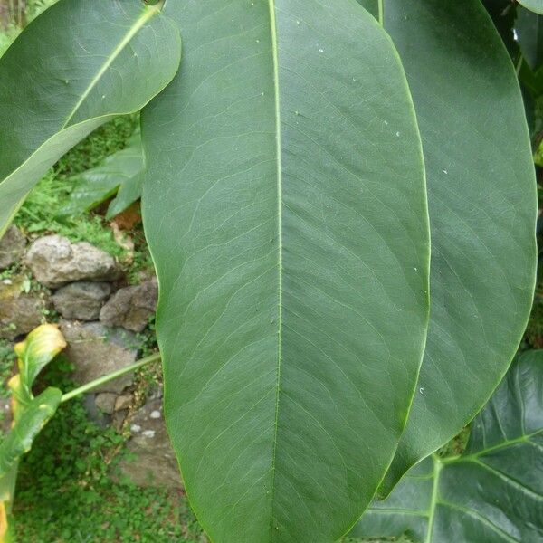 Diospyros blancoi Leaf