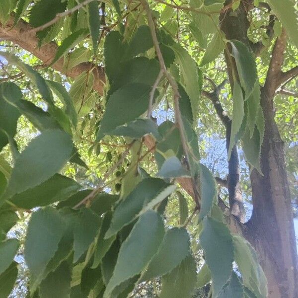 Celtis australis Blad