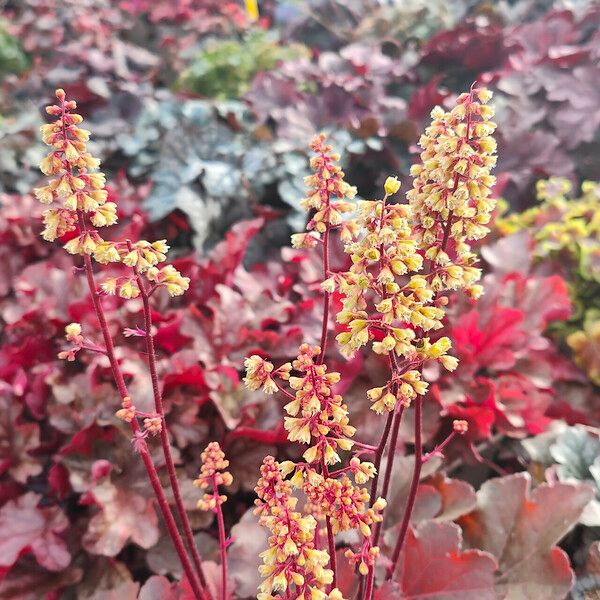 Heuchera longiflora Habit