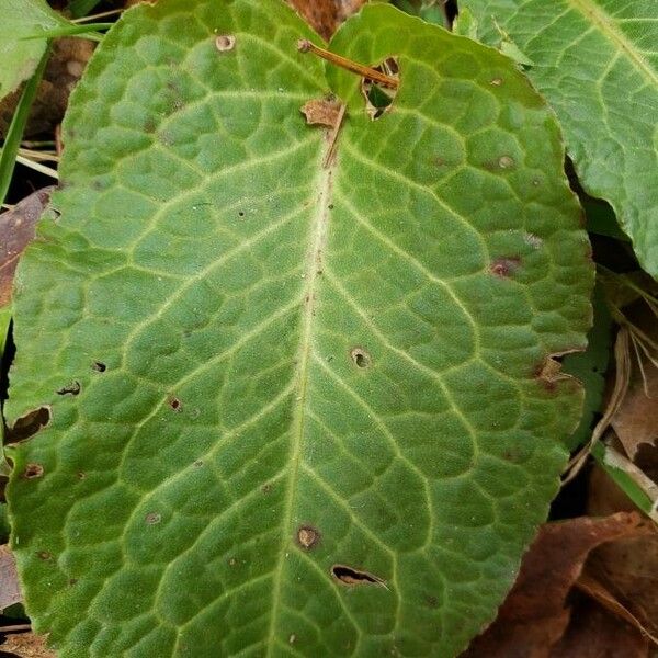 Rumex obtusifolius List