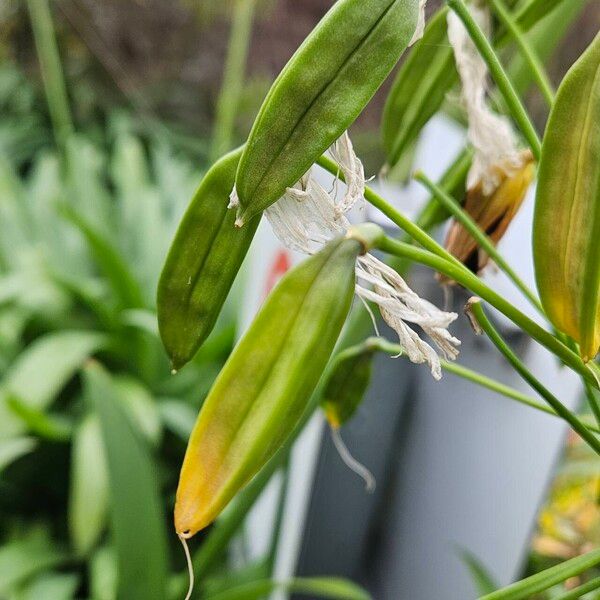 Agapanthus africanus Fruit