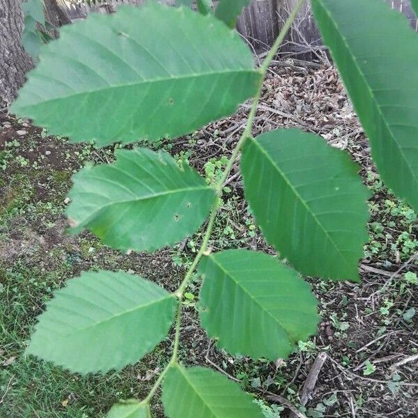 Ulmus americana 葉