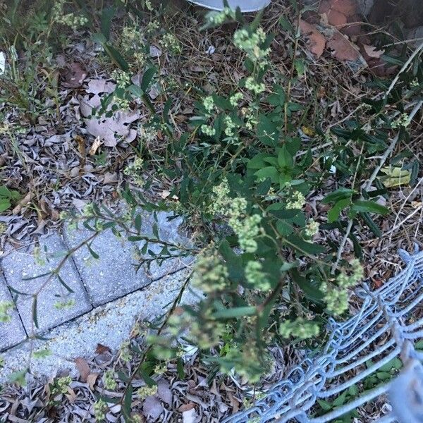 Spermacoce prostrata Flower