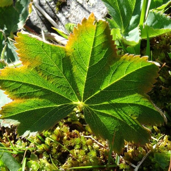 Alchemilla glabra Leaf